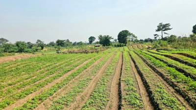 Agriculture: Le monde rural togolais connait un développement innovant grâce aux ZAAP