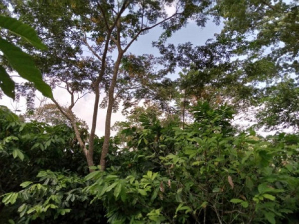Waca Resip : la préservation des forêts communautaires, une priorité absolue