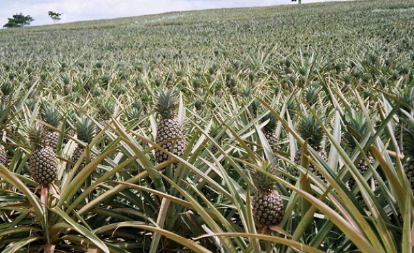Filière Ananas: Le Togo ambitionne doubler la production d&#039;ananas en 05 ans