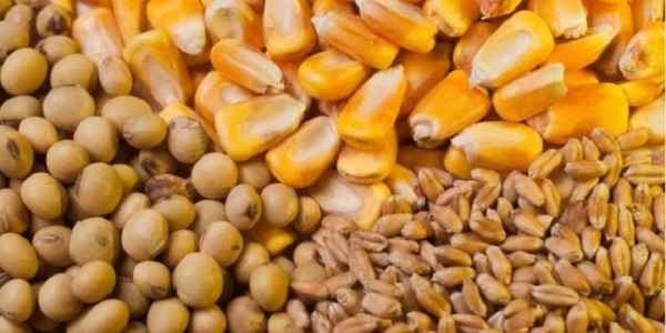 Filière céréalière : Progression et bonne santé économique pour les agriculteurs