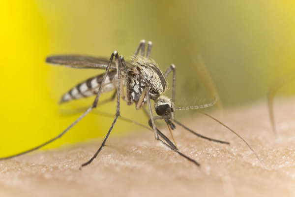 Journée mondiale du paludisme: 95 % des cas de paludisme sont dans la Région africaine
