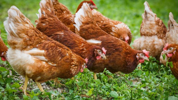 Filière avicole: Les œufs de poules élevées en plein air sont meilleurs