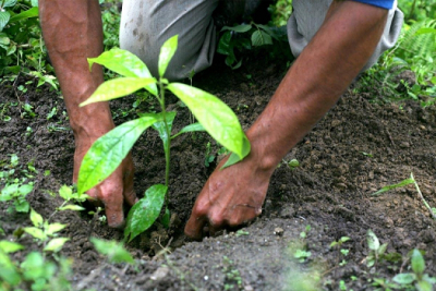 Togo/Reboisement: Le gouvernement appelle à mettre 2 millions de plants en terre le 1er juin